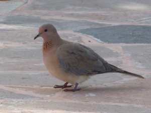 P1200253 Laughing Dove